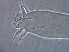  ( - NJAU-HEN28-2)  @11 [ ] CreativeCommons - Attribution Non-Commercial Share-Alike (2020) Unspecified Nanjing Agriculture university