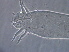  (Stenacis - NJAU-HEN28-1)  @11 [ ] CreativeCommons - Attribution Non-Commercial Share-Alike (2020) Unspecified Nanjing Agriculture university