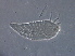  (Rhyncaphytoptus boczeki - NjauGZ44-1)  @11 [ ] CreativeCommons - Attribution Non-Commercial Share-Alike (2020) Unspecified Nanjing Agriculture university
