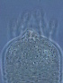  (Trusmadius - KK14_1)  @11 [ ] CreativeCommons - Attribution Non-Commercial Share-Alike (2020) Unspecified Nanjing Agriculture university