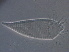  (Gammaphytoptus - YN458-1)  @11 [ ] CreativeCommons - Attribution Non-Commercial Share-Alike (2020) Unspecified Nanjing Agriculture university