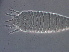 ( - NJAU-Z285-3)  @11 [ ] CreativeCommons - Attribution Non-Commercial Share-Alike (2020) Unspecified Nanjing Agriculture university