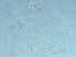  (Cosella viburniae - GD139-2)  @11 [ ] CreativeCommons - Attribution Non-Commercial Share-Alike (2021) Unspecified Nanjing Agriculture university