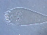  (Jutarus - GD117-4)  @11 [ ] CreativeCommons - Attribution Non-Commercial Share-Alike (2021) Unspecified Nanjing Agriculture university