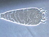  (Aculus ligustri - NJAU-HEN33-1)  @11 [ ] CreativeCommons - Attribution Non-Commercial Share-Alike (2020) Unspecified Nanjing Agriculture university