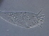  (Aculops sp. CA13 - BIOUG59204-H07)  @11 [ ] CreativeCommons - Attribution Non-Commercial Share-Alike (2020) Unspecified Nanjing Agriculture university