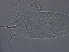  (Diptilomiopidae - YN460-1)  @11 [ ] CreativeCommons - Attribution Non-Commercial Share-Alike (2020) Unspecified Nanjing Agriculture university