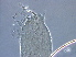  ( - BIOUG59206-G10)  @11 [ ] CreativeCommons - Attribution Non-Commercial Share-Alike (2020) Unspecified Nanjing Agriculture university