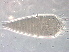  (Notibisetacus - GD131-1)  @11 [ ] CreativeCommons - Attribution Non-Commercial Share-Alike (2021) Unspecified Nanjing Agriculture university