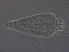  (Glossilus sp. Z389 - Z389-1)  @11 [ ] CreativeCommons - Attribution Non-Commercial Share-Alike (2020) Unspecified Nanjing Agriculture university