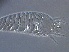  (Aculus sp. CA16 - BIOUG59205-G09)  @11 [ ] CreativeCommons - Attribution Non-Commercial Share-Alike (2020) Unspecified Nanjing Agriculture university