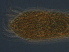  (Abacarus - BIOUG59202-F07)  @11 [ ] CreativeCommons - Attribution Non-Commercial Share-Alike (2020) Unspecified Nanjing Agriculture university