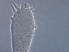  (Phyllocoptinae - NJAU-Z393-3)  @11 [ ] CreativeCommons - Attribution Non-Commercial Share-Alike (2020) Unspecified Nanjing Agriculture university