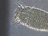  (Peralox - NJAU-SD24-2)  @11 [ ] CreativeCommons - Attribution Non-Commercial Share-Alike (2020) Unspecified Nanjing Agriculture university