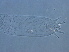  (Cecidophyes vermiformis - NjauBJ1-2)  @11 [ ] CreativeCommons - Attribution Non-Commercial Share-Alike (2021) Unspecified Nanjing Agriculture university
