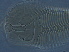  (Pentaconvexus - Q365-1)  @11 [ ] CreativeCommons - Attribution Non-Commercial Share-Alike (2020) Unspecified Nanjing Agriculture university
