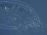  (Aceria litchii - NJAU-GD142-2)  @11 [ ] CreativeCommons - Attribution Non-Commercial Share-Alike (2021) Unspecified Nanjing Agriculture university