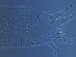  ( - NJAU-HEN8-3)  @11 [ ] CreativeCommons - Attribution Non-Commercial Share-Alike (2020) Unspecified Nanjing Agriculture university