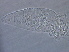 (Acaphyllisa - NJAU-Z331-3)  @11 [ ] CreativeCommons - Attribution Non-Commercial Share-Alike (2020) Unspecified Nanjing Agriculture university