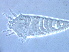  (Aculops lobuliferus - BIOUG59201-H04)  @11 [ ] CreativeCommons - Attribution Non-Commercial Share-Alike (2020) Unspecified Nanjing Agriculture university