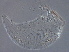  (Rhyncaphytoptus ulmi - G8-1)  @11 [ ] CreativeCommons - Attribution Non-Commercial Share-Alike (2020) Unspecified Nanjing Agriculture university