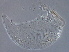  ( - G8-2)  @11 [ ] CreativeCommons - Attribution Non-Commercial Share-Alike (2020) Unspecified Nanjing Agriculture university