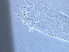  (Brevulacus - Z281-1)  @11 [ ] CreativeCommons - Attribution Non-Commercial Share-Alike (2020) Unspecified Nanjing Agriculture university