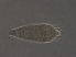 ( - BIOUG51085-C08)  @11 [ ] CreativeCommons - Attribution Non-Commercial Share-Alike (2020) Unspecified Nanjing Agriculture university