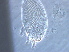  (Rhyncaphytoptus - NJAU-Z319-1)  @11 [ ] CreativeCommons - Attribution Non-Commercial Share-Alike (2020) Unspecified Nanjing Agriculture university