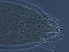  (Diptilorhynacus - NJAU-GZ128-1)  @11 [ ] CreativeCommons - Attribution Non-Commercial Share-Alike (2020) Unspecified Nanjing Agriculture university