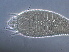  (Aculochetus - L6-2)  @11 [ ] CreativeCommons - Attribution Non-Commercial Share-Alike (2020) Unspecified Nanjing Agriculture university