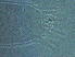  (Acalitus - NJAU-X6-3)  @11 [ ] CreativeCommons - Attribution Non-Commercial Share-Alike (2020) Unspecified Nanjing Agriculture university
