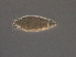  (Aculus sp. E7 - NJAU-E7-1)  @11 [ ] CreativeCommons - Attribution Non-Commercial Share-Alike (2020) Unspecified Nanjing Agriculture university