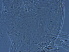  (Cecidophyopsis - NJAU-HEN29-3)  @11 [ ] CreativeCommons - Attribution Non-Commercial Share-Alike (2020) Unspecified Nanjing Agriculture university