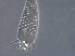  (Aculops magnolicora - BIOUG59205-A02)  @11 [ ] CreativeCommons - Attribution Non-Commercial Share-Alike (2020) Unspecified Nanjing Agriculture university