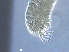  ( - BIOUG59202-D01)  @11 [ ] CreativeCommons - Attribution Non-Commercial Share-Alike (2020) Unspecified Nanjing Agriculture university