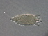 (Rhyncaphytoptus sp. GZ96 - BIOUG54213-G05)  @11 [ ] CreativeCommons - Attribution Non-Commercial Share-Alike (2020) Unspecified Nanjing Agriculture university