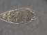  (Colopodacus - BIOUG51085-D02)  @11 [ ] CreativeCommons - Attribution Non-Commercial Share-Alike (2020) Unspecified Nanjing Agriculture university