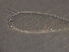  (Rhyncaphytoptinae - Q366-1)  @11 [ ] CreativeCommons - Attribution Non-Commercial Share-Alike (2020) Unspecified Nanjing Agriculture university