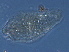  (Phyllocoptruta sp. CA27 - BIOUG59205-D08)  @11 [ ] CreativeCommons - Attribution Non-Commercial Share-Alike (2020) Unspecified Nanjing Agriculture university