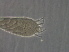  ( - BIOUG51085-F11)  @11 [ ] CreativeCommons - Attribution Non-Commercial Share-Alike (2020) Unspecified Nanjing Agriculture university
