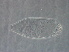  (Aculops - M5-1)  @11 [ ] CreativeCommons - Attribution Non-Commercial Share-Alike (2020) Unspecified Nanjing Agriculture university