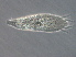  (Aculops sp. Q390 - BIOUG51088-F07)  @11 [ ] CreativeCommons - Attribution Non-Commercial Share-Alike (2020) Unspecified Nanjing Agriculture university