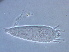  (Pentamerus - BIOUG59201-F03)  @11 [ ] CreativeCommons - Attribution Non-Commercial Share-Alike (2020) Unspecified Nanjing Agriculture university