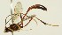  (Erigorgus xanthopsis - h-m-22-141)  @14 [ ] CreativeCommons - Attribution Non-Commercial Share-Alike (2012) Unspecified Unspecified