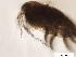  (Mesocyclops - EES156)  @13 [ ] CreativeCommons - Attribution Share-Alike  Unspecified Unspecified