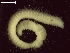  (Boccardia proboscidea - BSD9Bprob64)  @11 [ ] Copyright (c)  Carol Simon Stellenbosch University