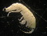  ( - UNMDP-EST-044)  @11 [ ] CreativeCommons - Attribution Non-Commercial Share-Alike (2015) Unspecified Laboratorio de Zoología de Invertebrados