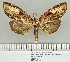  (Truncaptera meridionalis - EJS-TRIN-020)  @11 [ ] CC by-nc-sa (2020) E.J. Schmitt None (revert to BOLD)