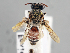  ( - NHMUK 010819620)  @11 [ ] copyright © (2018) Andrew Polaszek Natural History Museum, London